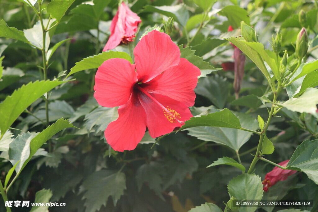 扶桑花