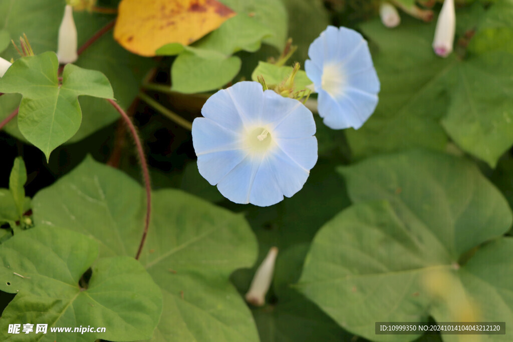 蓝色牵牛花