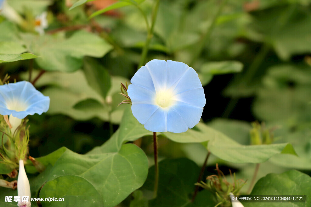 蓝色牵牛花