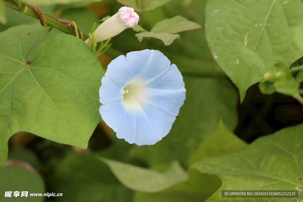 蓝色牵牛花