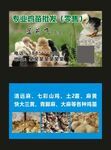 鸡苗批发名片