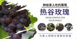 葡萄海报