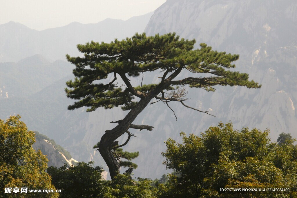 华山松