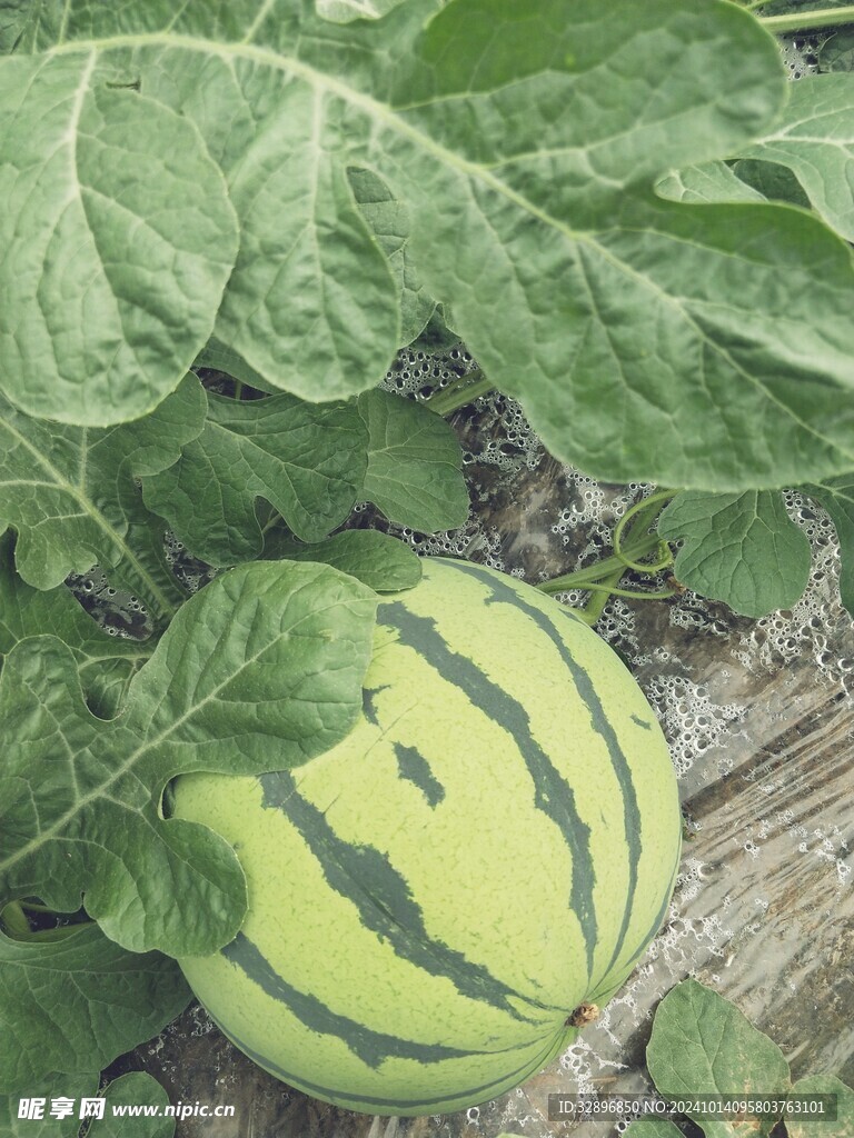 西瓜