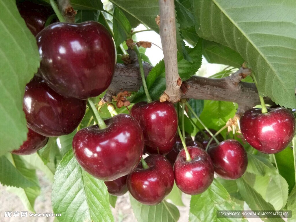 樱桃