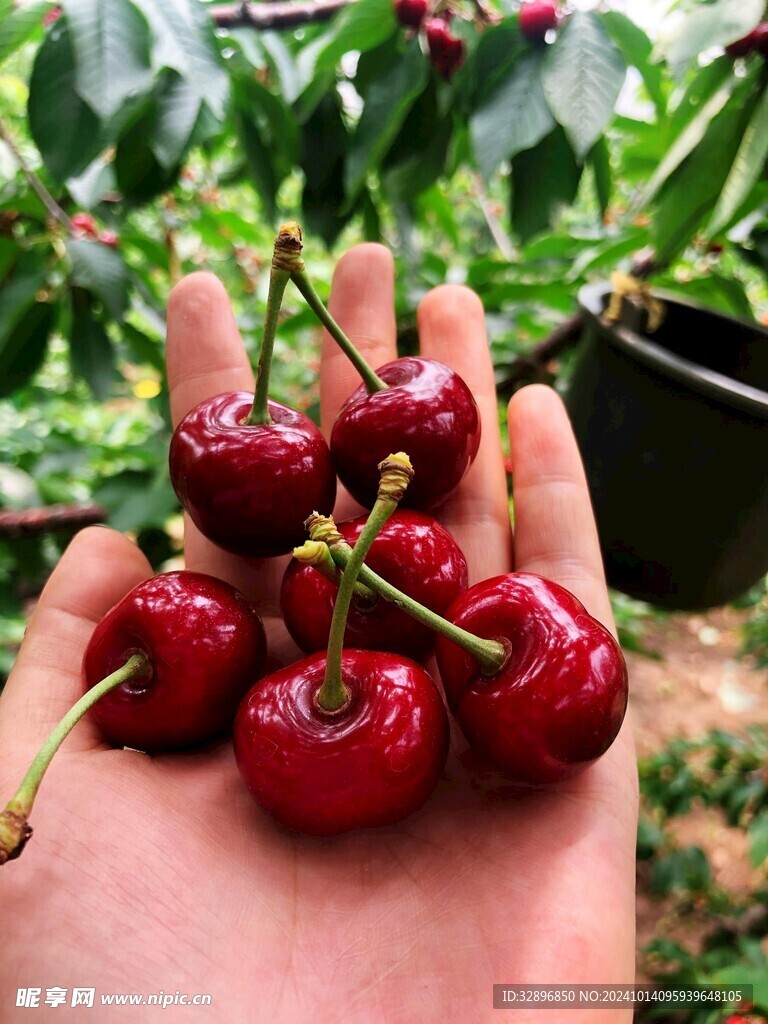 樱桃