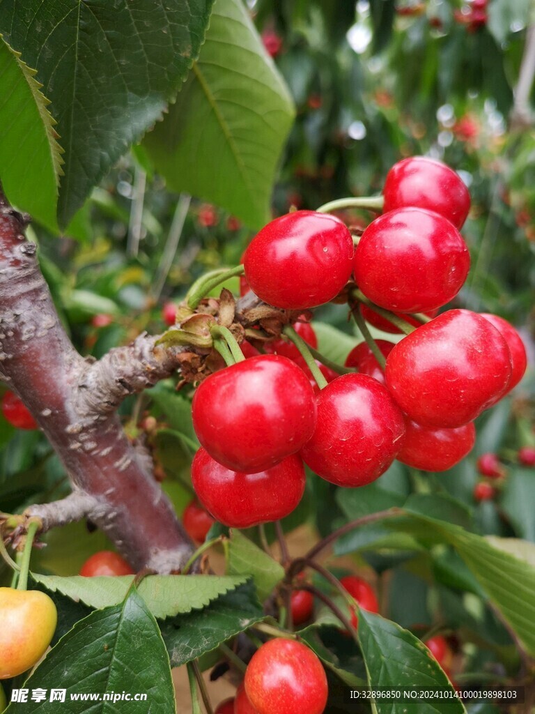 樱桃