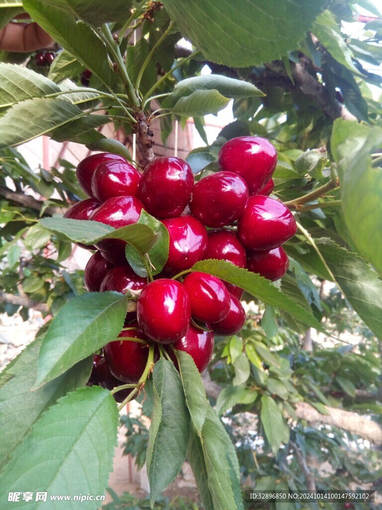 樱桃