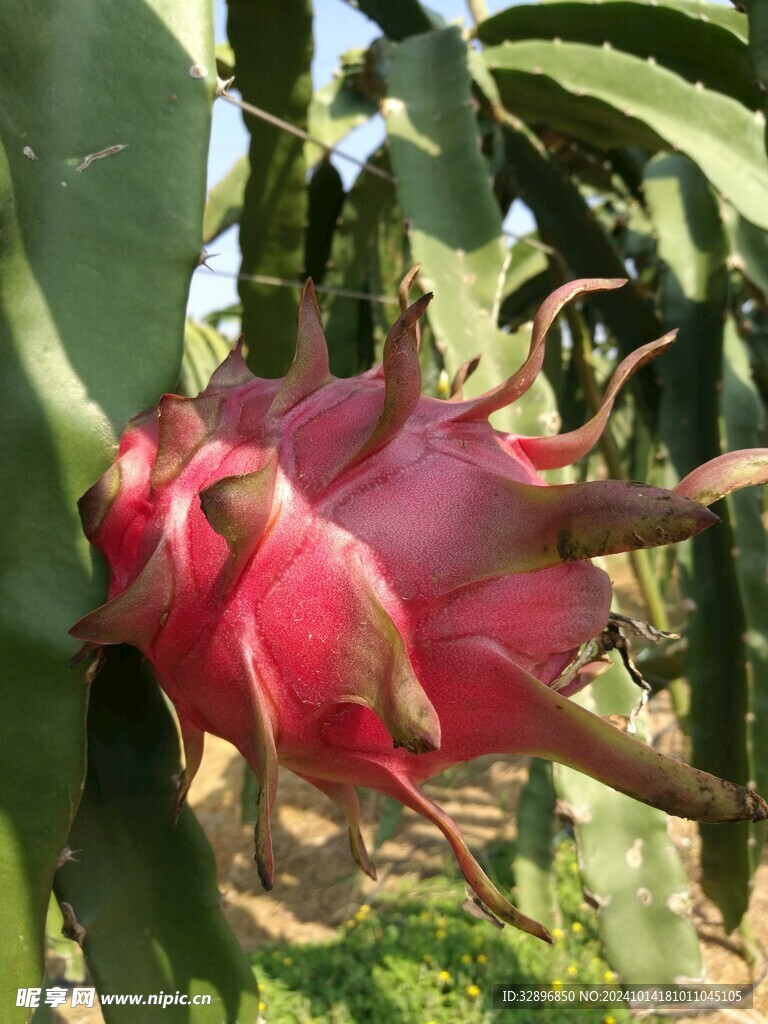 火龙果