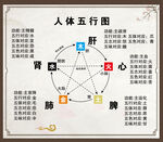 人体五行图