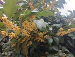 桂花