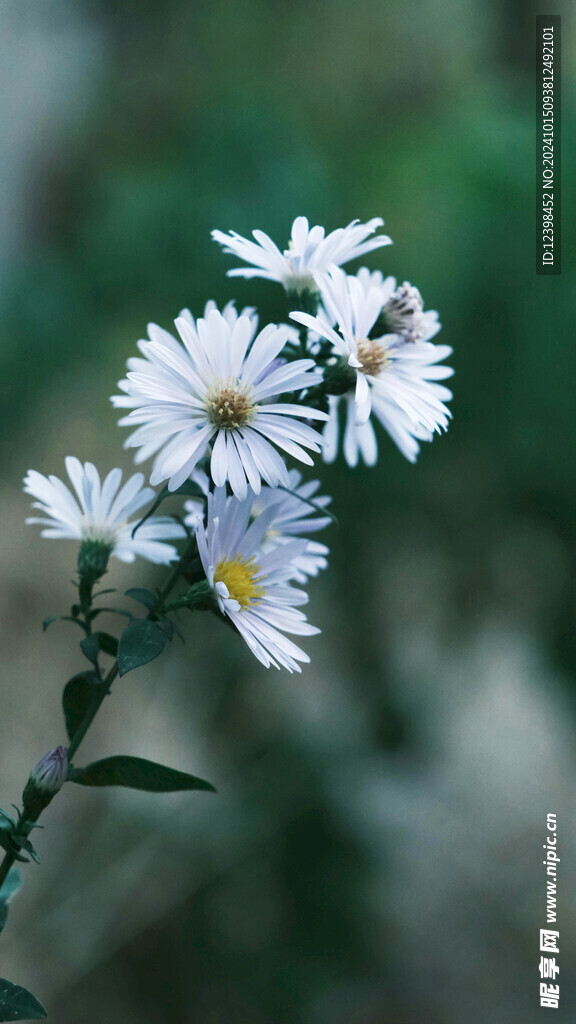雏菊