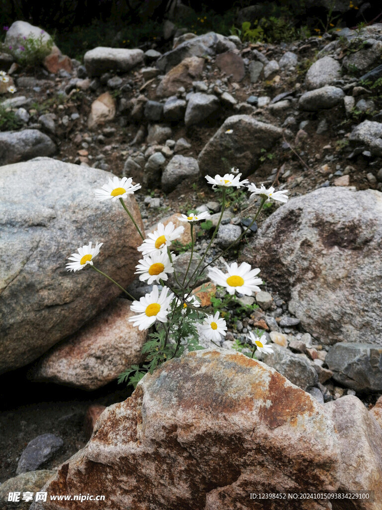 雏菊