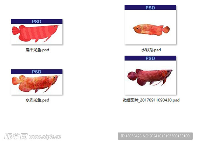 免抠红龙鱼水族观赏鱼素材