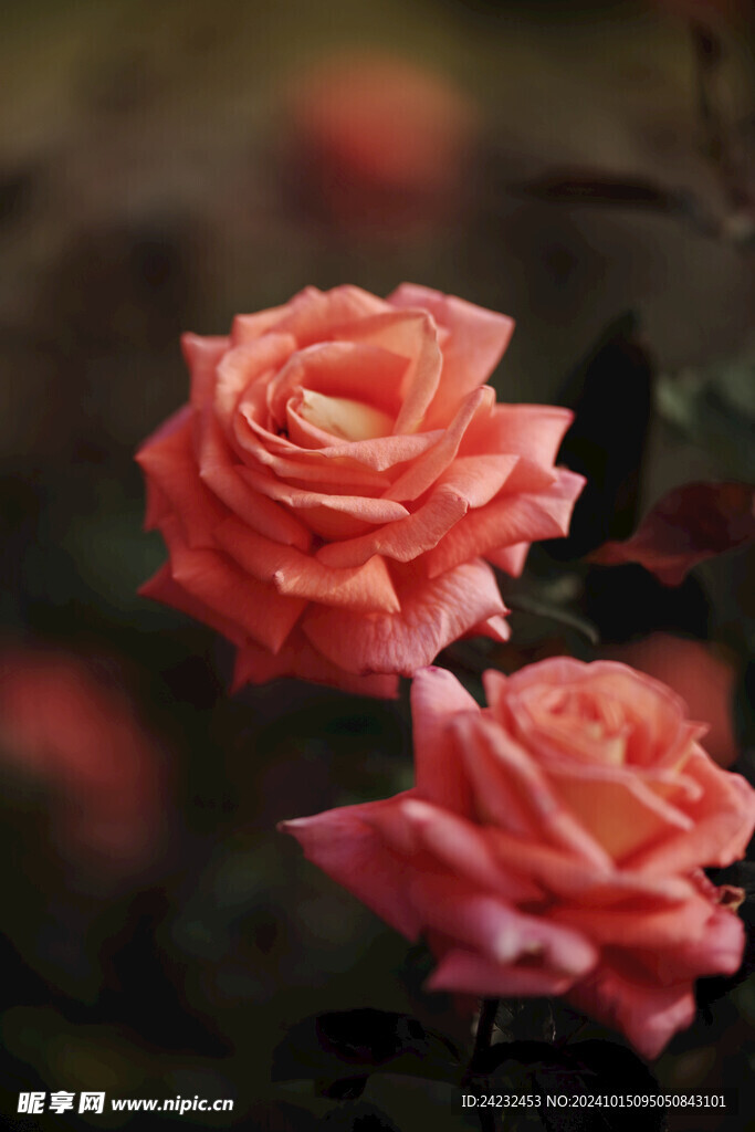 蔷薇花