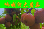 哈喇河大黄梨