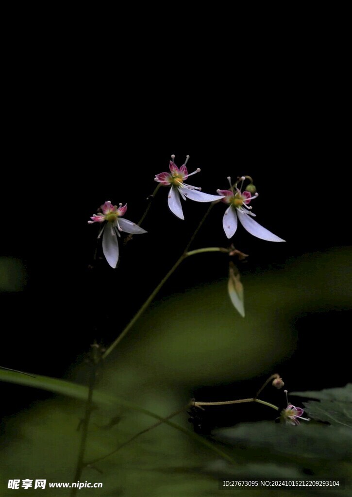 青城山野花