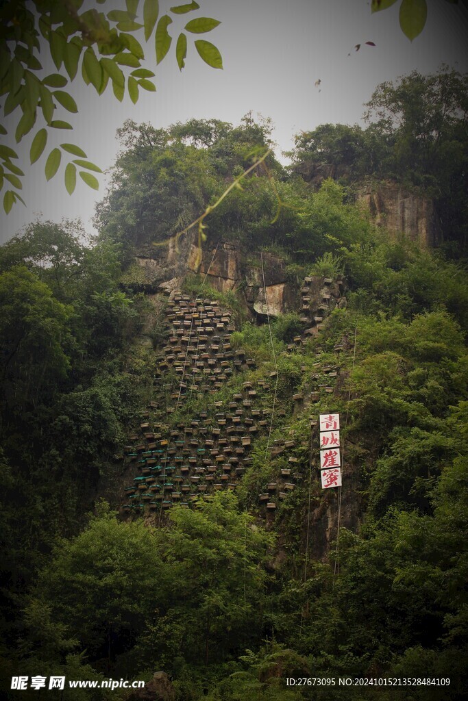 青城山岩蜂