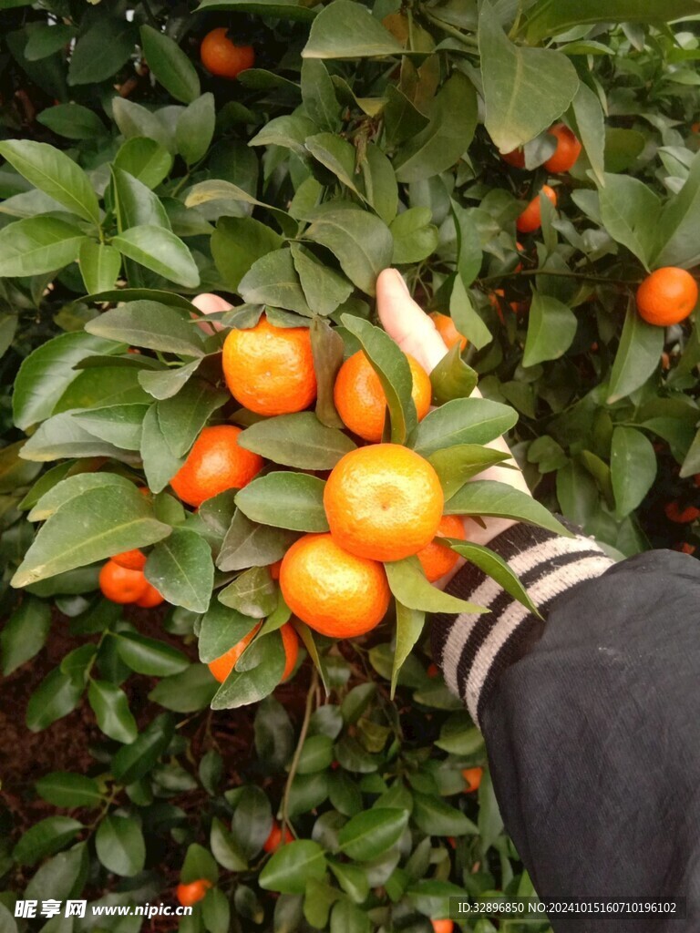 橘子