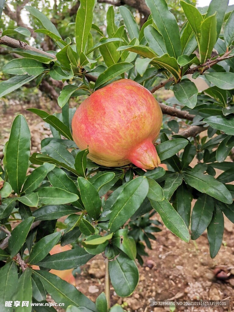 石榴