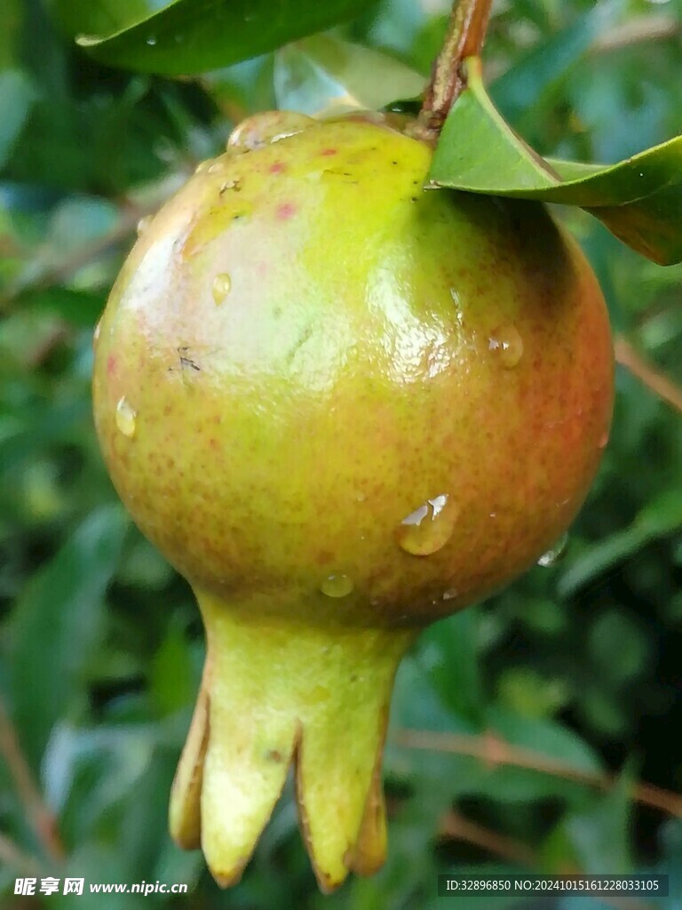 石榴