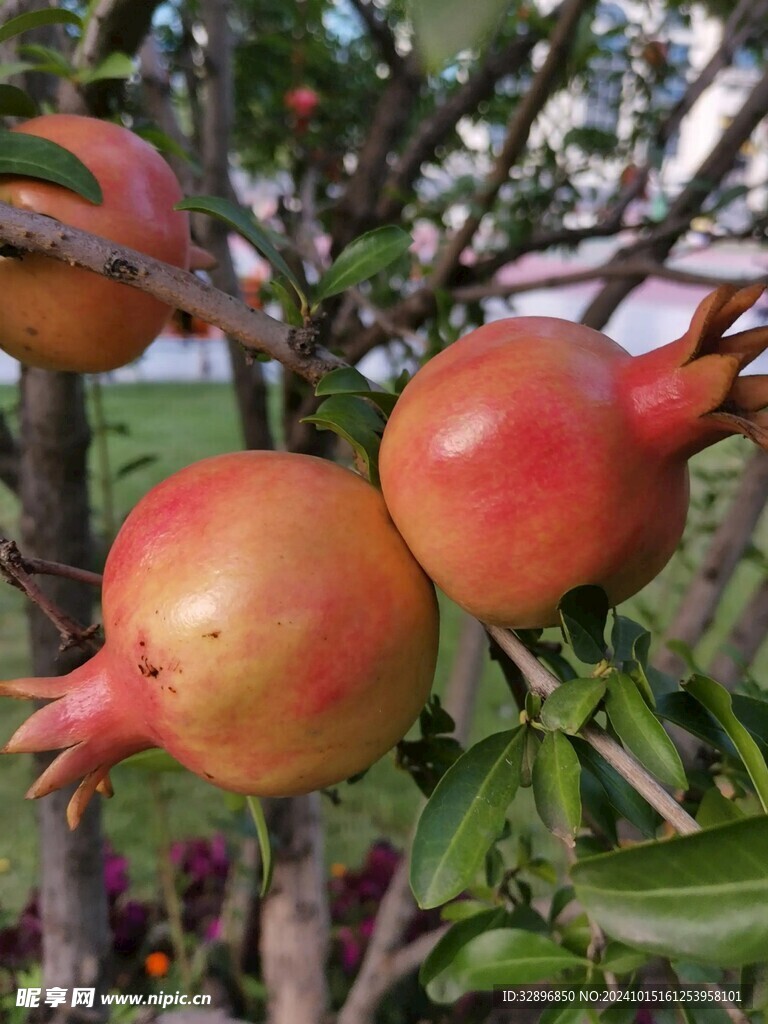 石榴