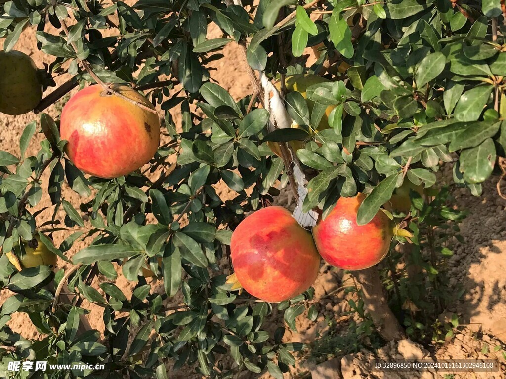 石榴 