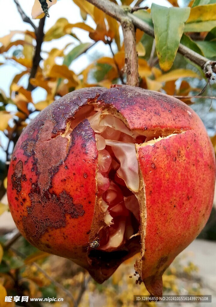 石榴