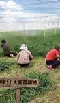 大麦栽培