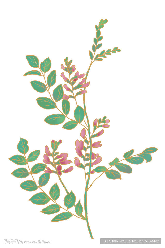 决明子