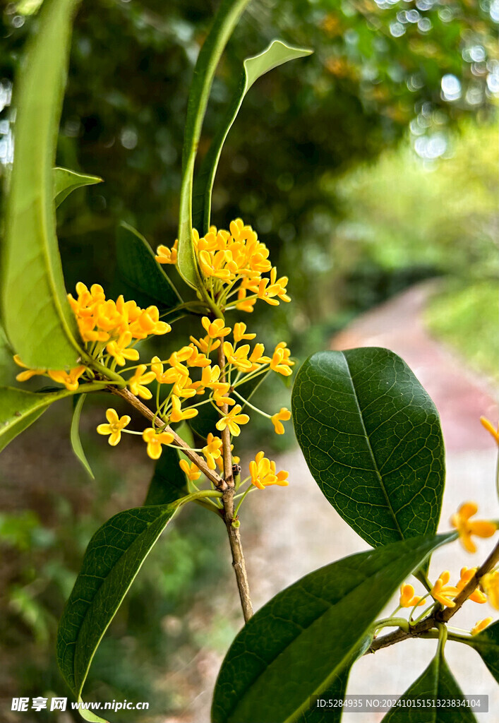  桂花  金桂   