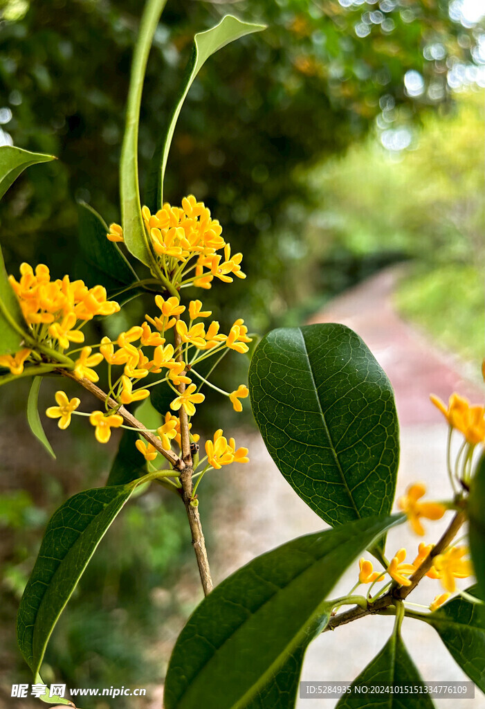 桂花  秋季  金贵  飘香 