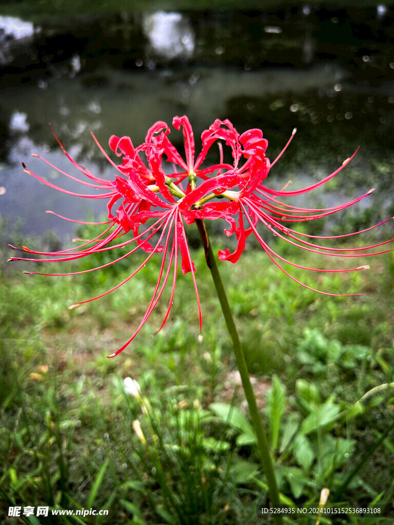 彼岸花  石蒜花   红色彼岸