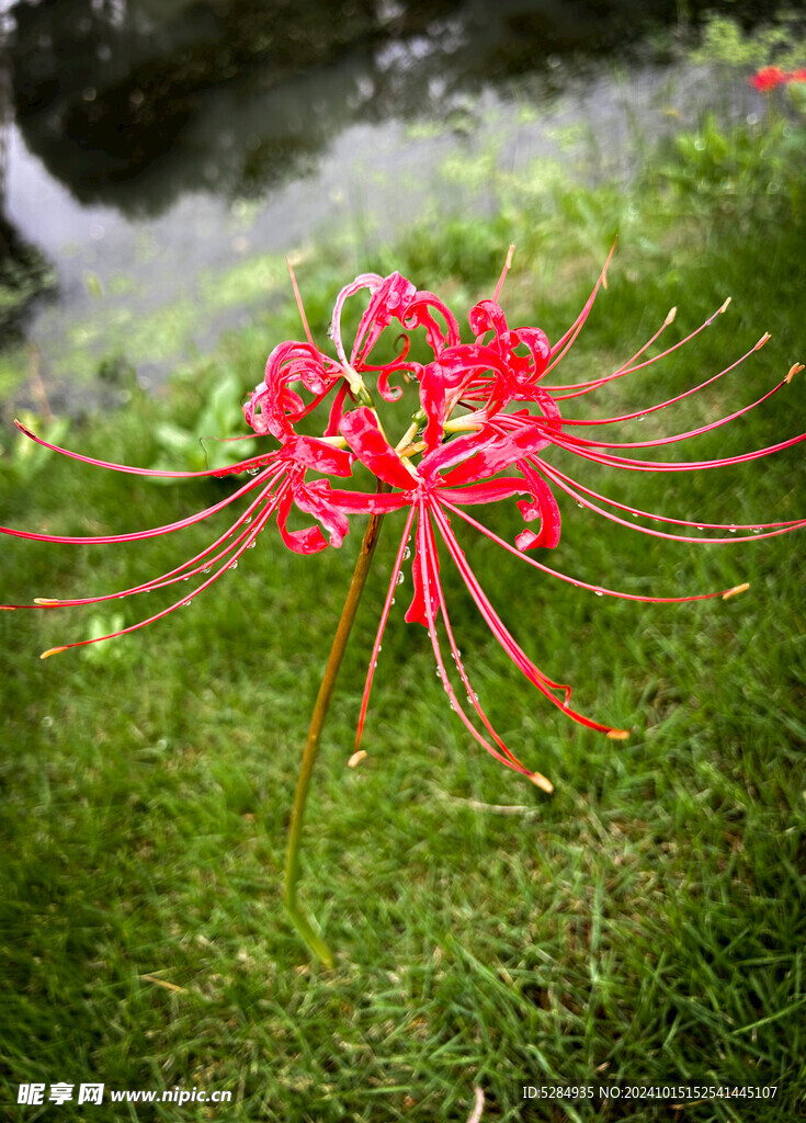 彼岸花  石蒜花   红色彼岸