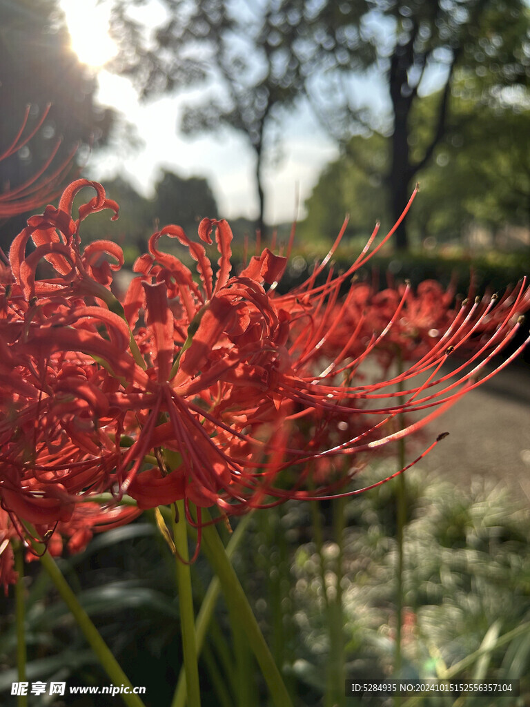 彼岸花  石蒜花   红色彼岸