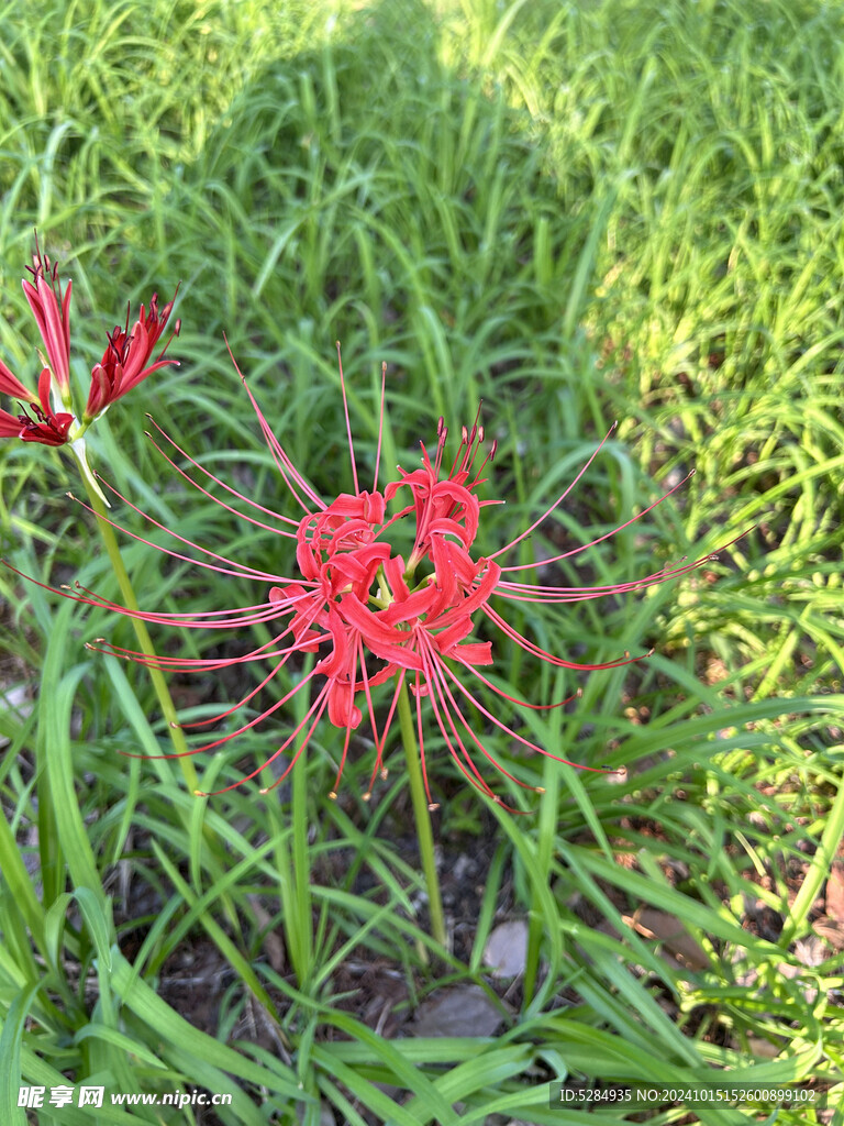 彼岸花  石蒜花   红色花儿