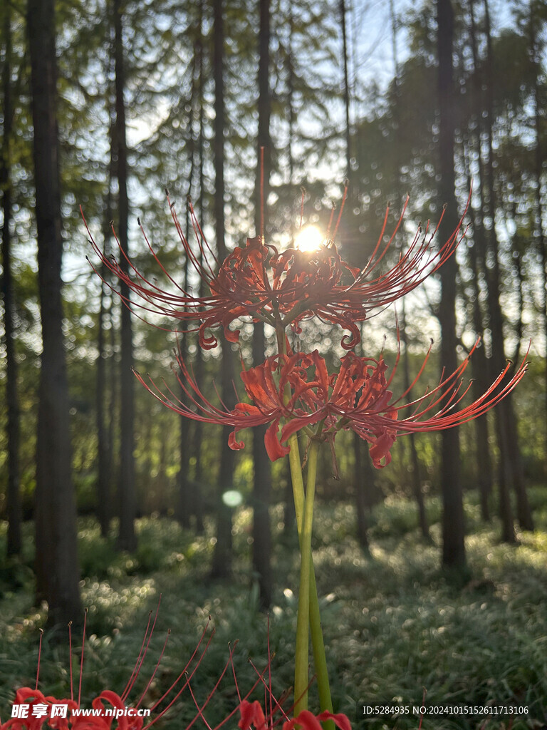 彼岸花  石蒜花   红色彼岸