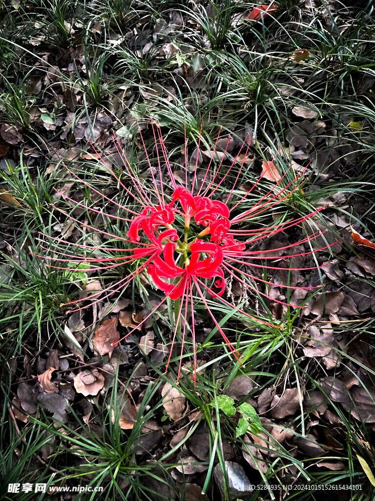 彼岸花  石蒜花   红色彼岸