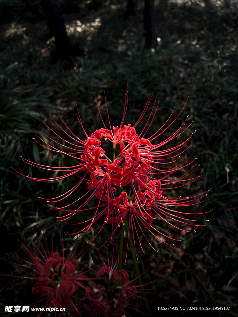 彼岸花  石蒜花   红色之恋