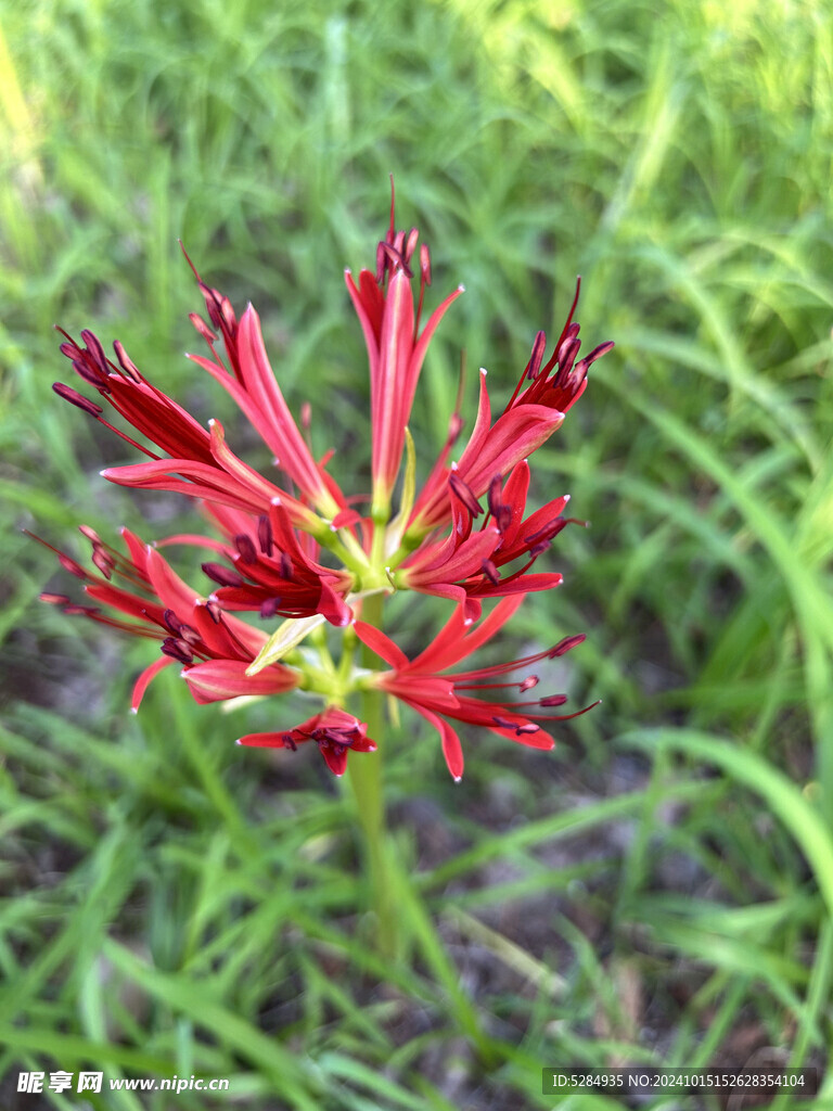 彼岸花  石蒜花   红色彼岸