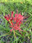 彼岸花  石蒜花   红色彼岸