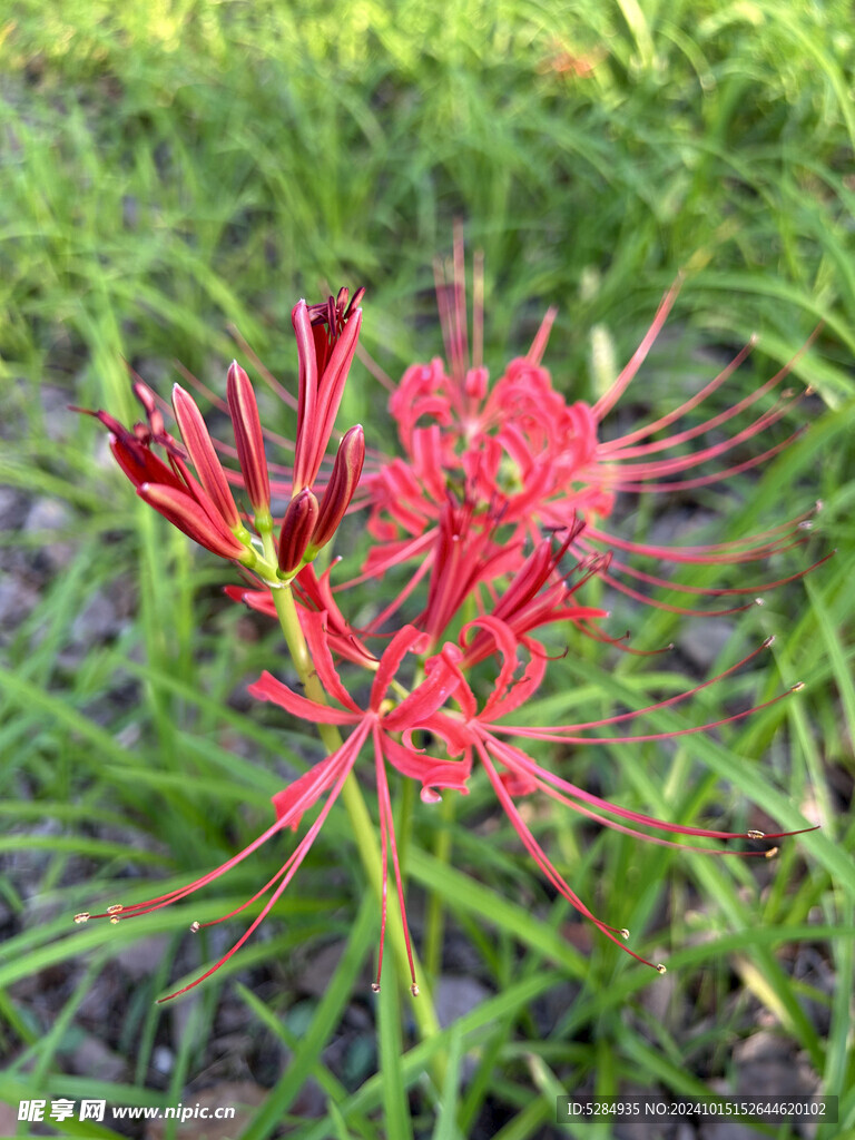 彼岸花  石蒜花   红色彼岸