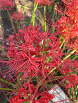 彼岸花  石蒜花   红色花
