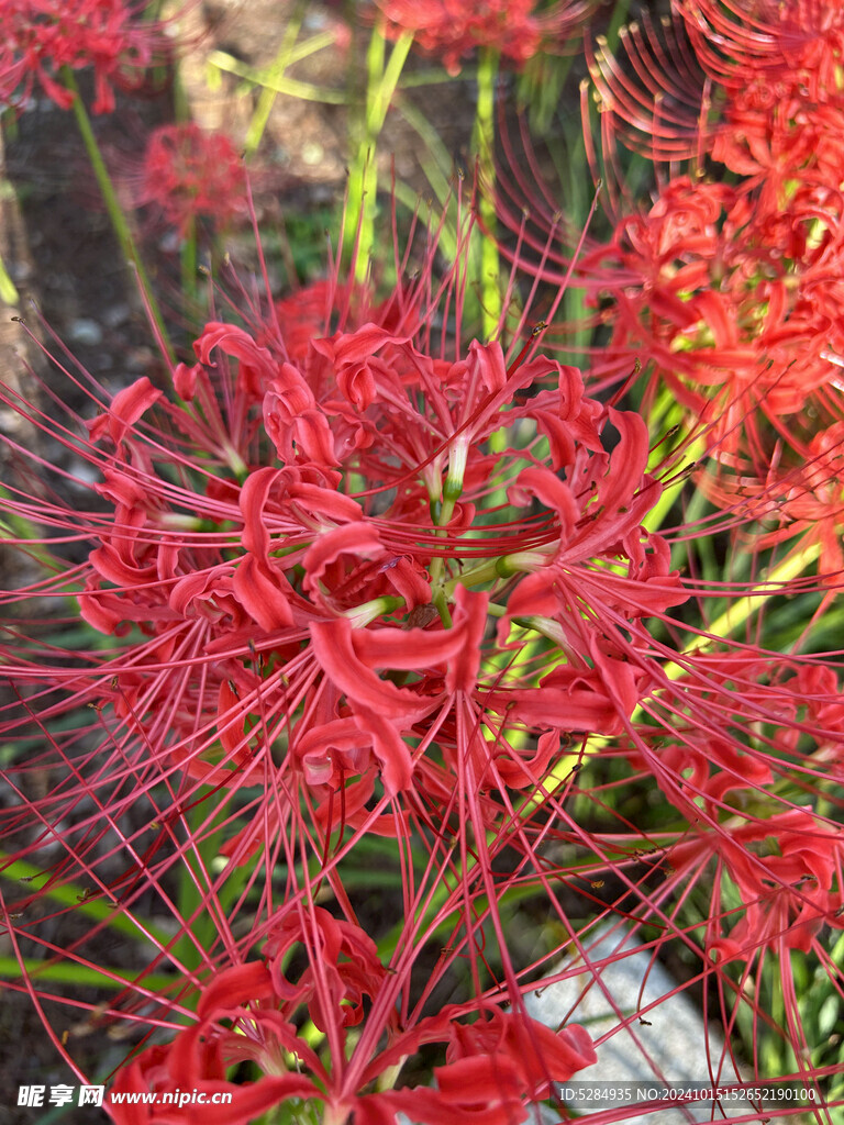 彼岸花  石蒜花   红色花