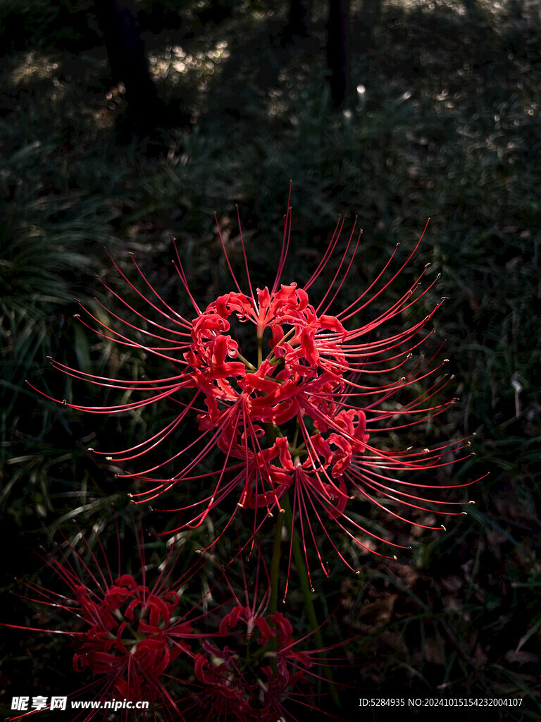 彼岸花  石蒜花   红色彼岸