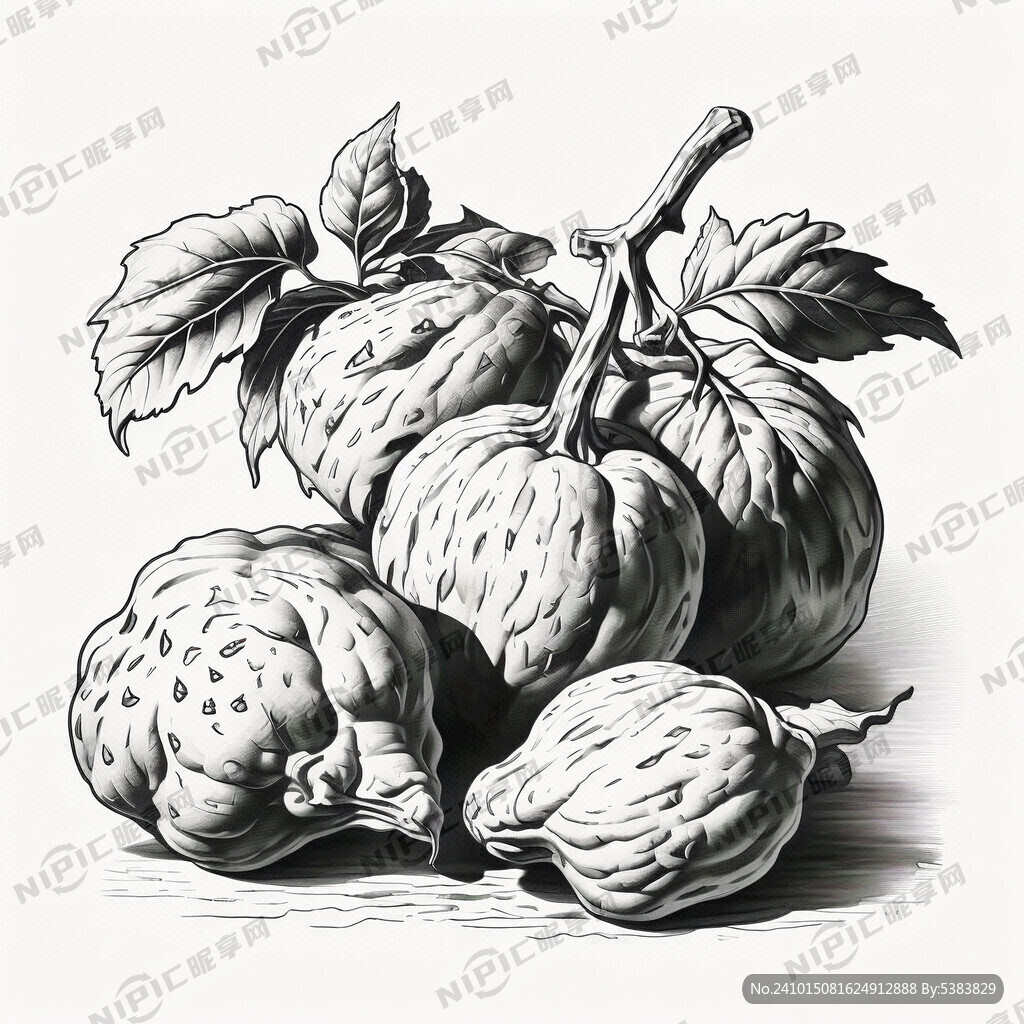 红薯黑白线稿
