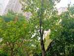 小区绿化