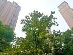 小区绿化