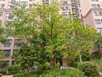 小区绿化