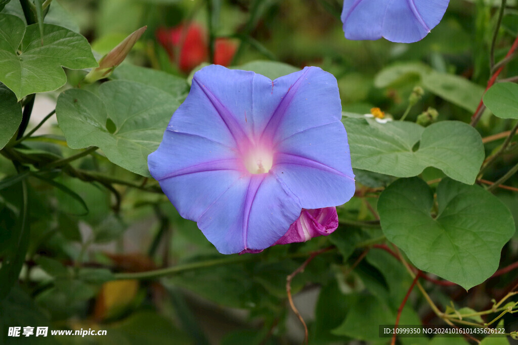 牵牛花